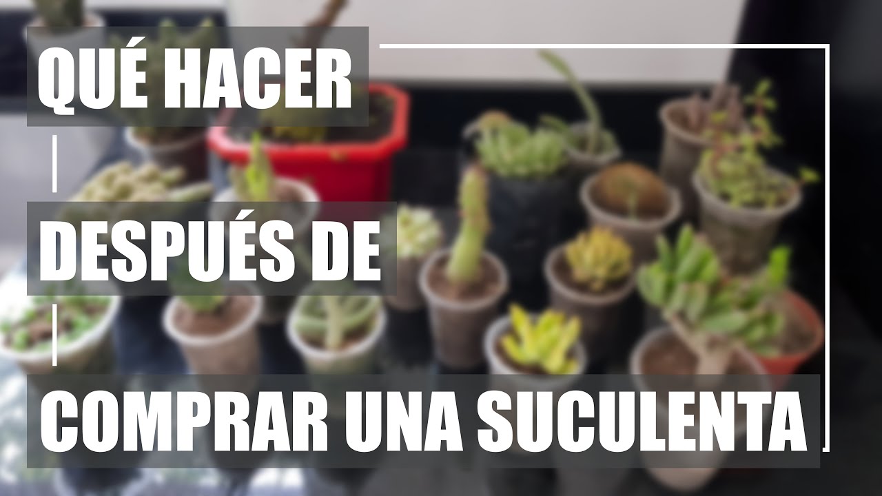 QUE HACER DESPUES DE COMPRAR UNA SUCULENTA