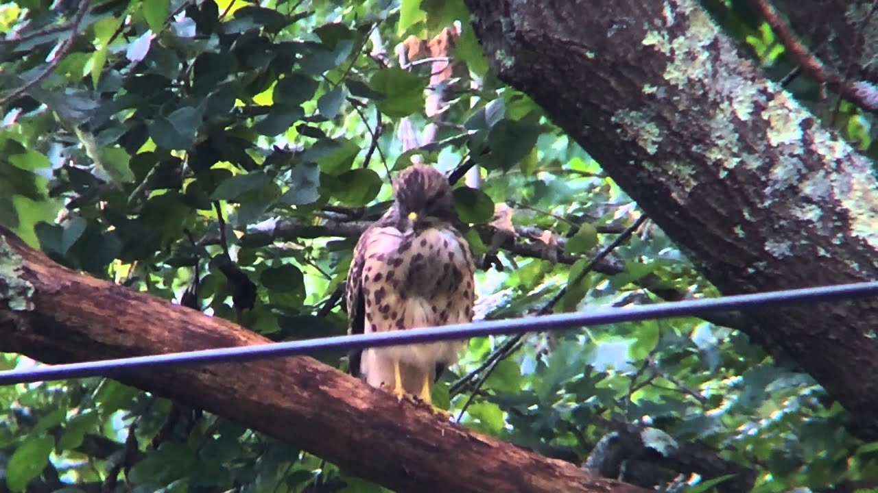 TreeHawk