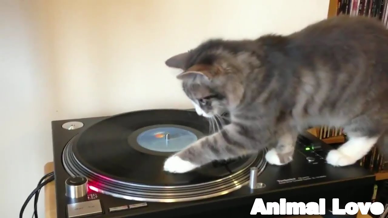 「おもしろ動物」可愛い 癒し 笑い  SNS人気動画 2019 超絶かわいい