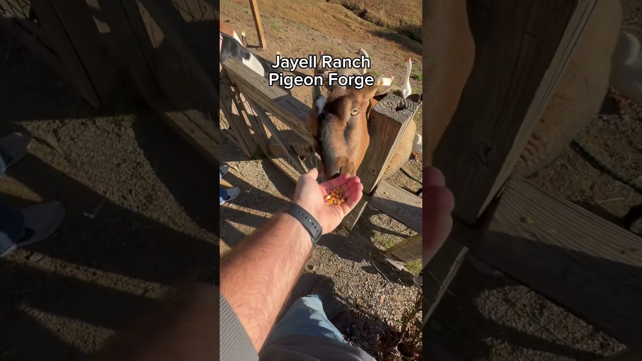 Big ideas #farm #inspiration #goat #chicken #ducks @jayellranch5116 #vacation #shorts