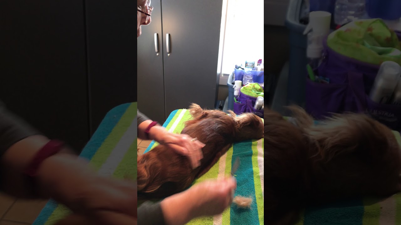 Grooming a Miniature Longhaired Dachshund-Part 7