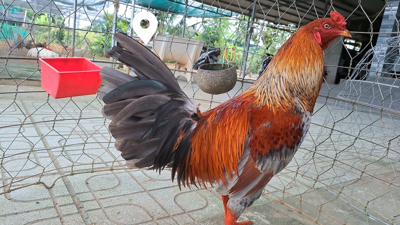 Nay về ghé thăm trang Trại của Anh Tùng xem những ch.ú g.à đẹp 