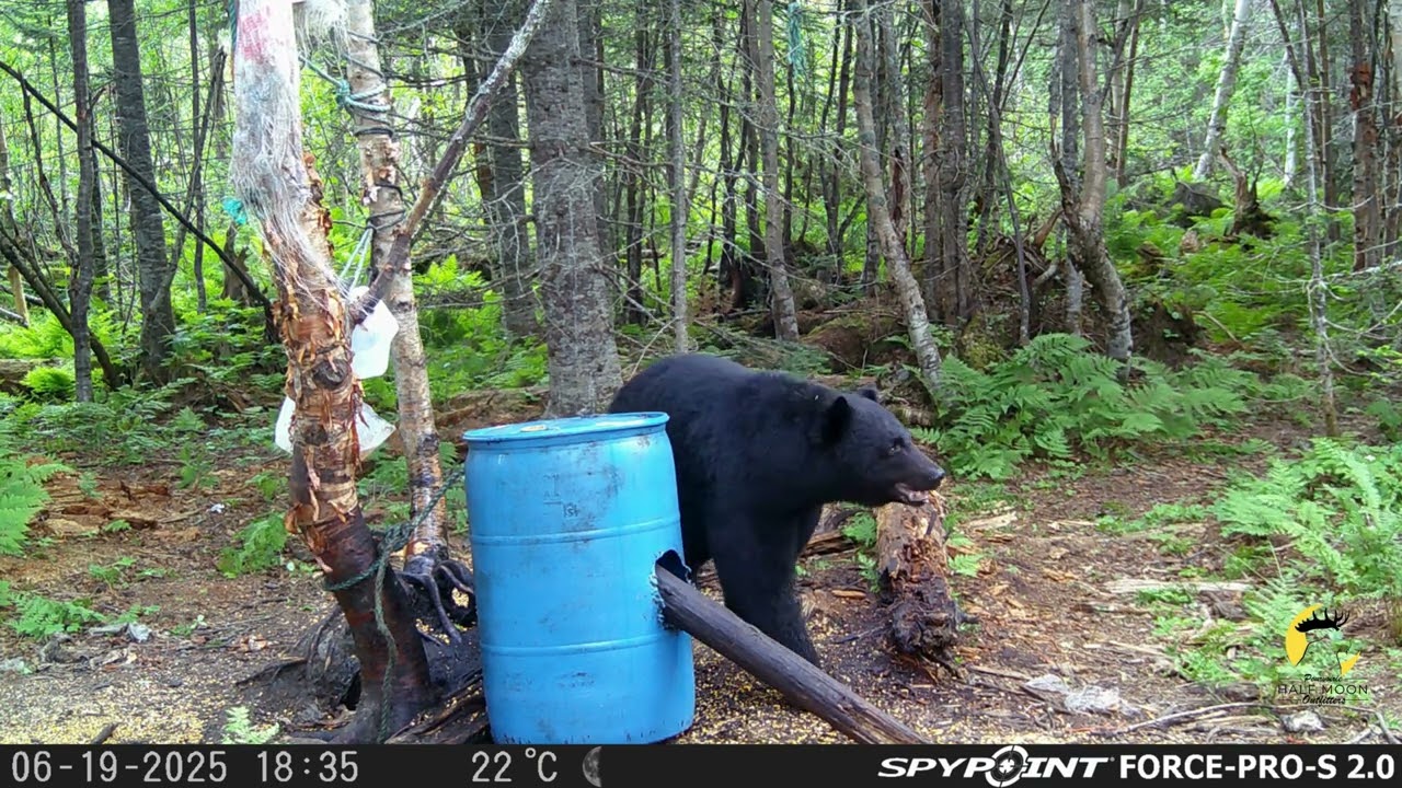 Pope & Young Black Bear | Pennsylvania Bowhunter | New Brunswick Bear Hunt