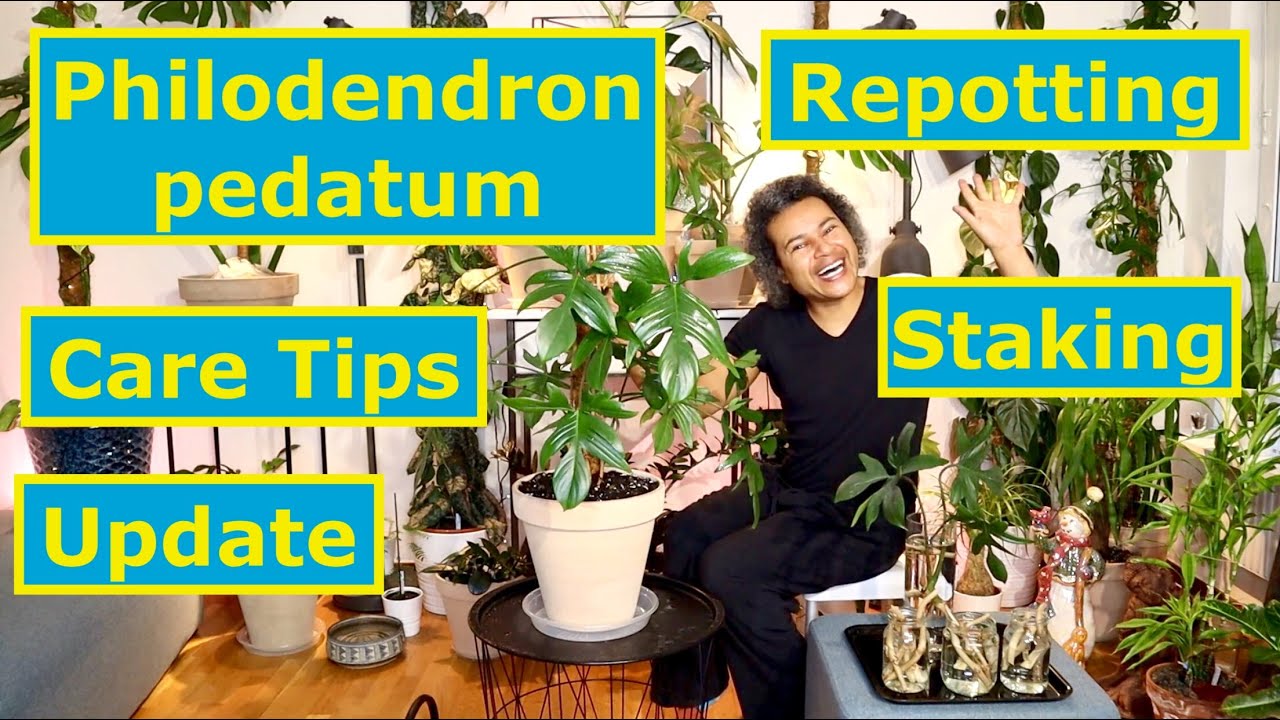 Update, Repotting, Staking & Care Tips - Philodendron pedatum (Oak Leaf Philodendron)