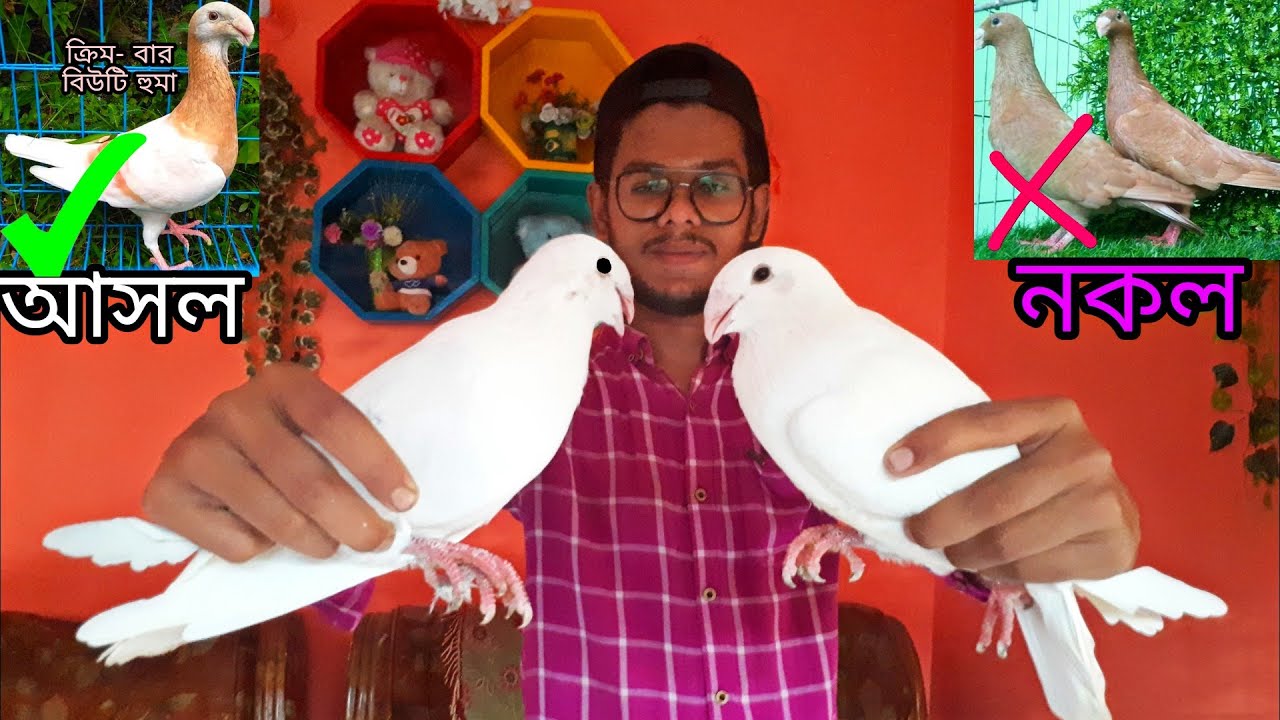 জার্মান বিউটি হুমা কবুতরের দাম নাম,জাত,প্রজাতি😳 |german beauty homer pigeon price quality variety. 😡