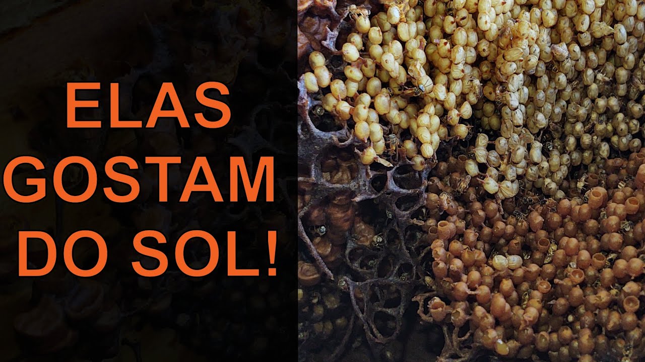 MARMELADA - PRECISA DEIXAR NO SOL?