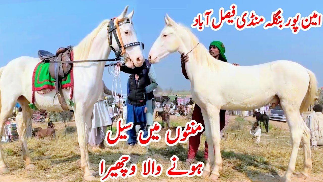 Ghora Mandi Aminpur Bangla Faisalabad | Horse For Sale 2025