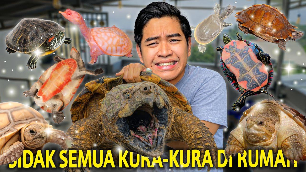 UPDATE TERBARU KOLEKSI KURA-KURA AKU TAHUN 2026! SAMBIL KITA KASIH MAKAN SEMUA KURA-KURA AKU!