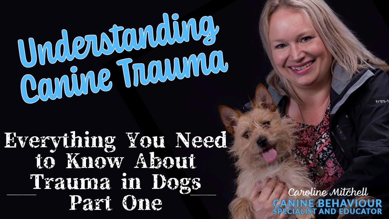 Understanding Canine Trauma: Everything You Need to Know About Trauma in Dogs - Part One