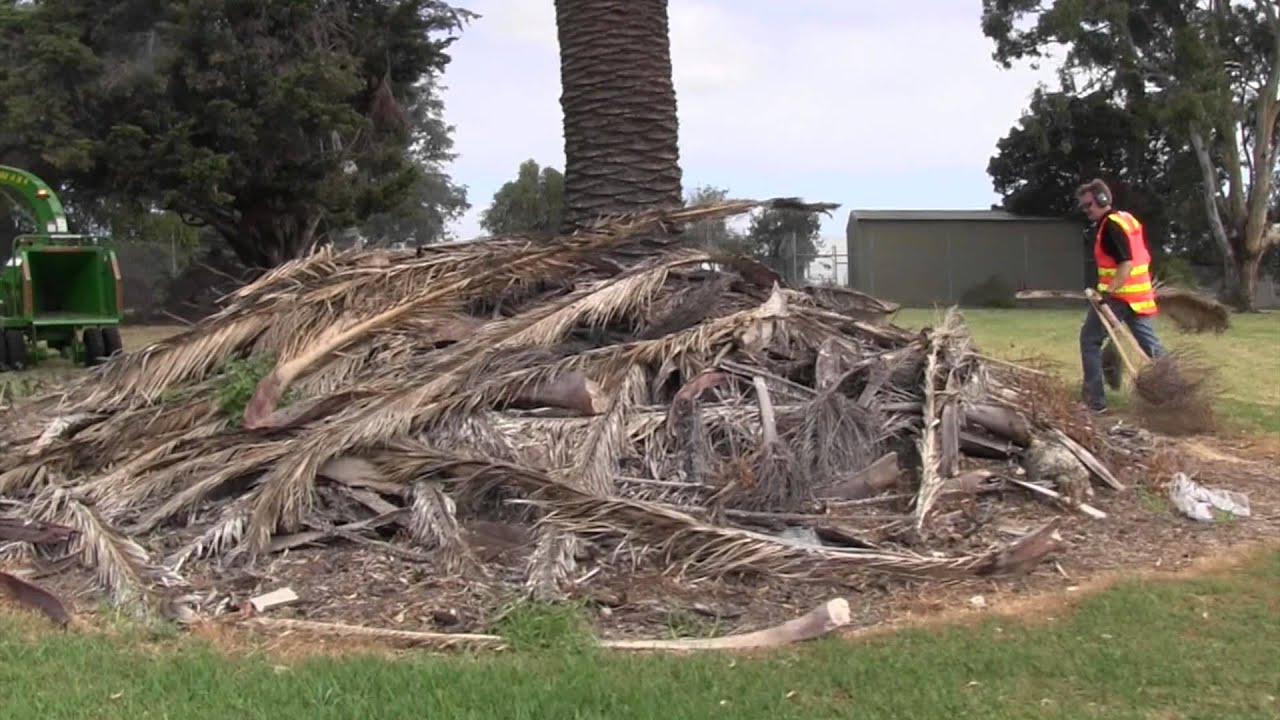 Chipping Palm Fronds 150mm (6