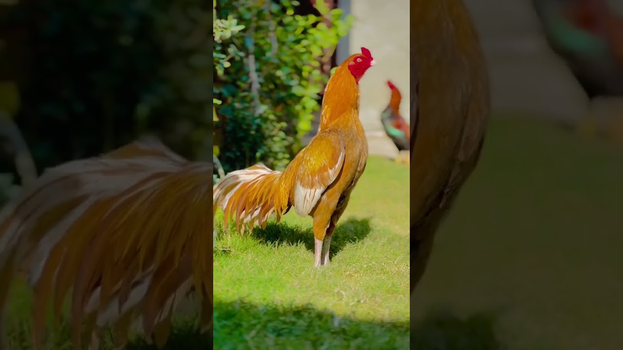 Beautiful cock#fighting cock#short#ytshort #youtubeshort