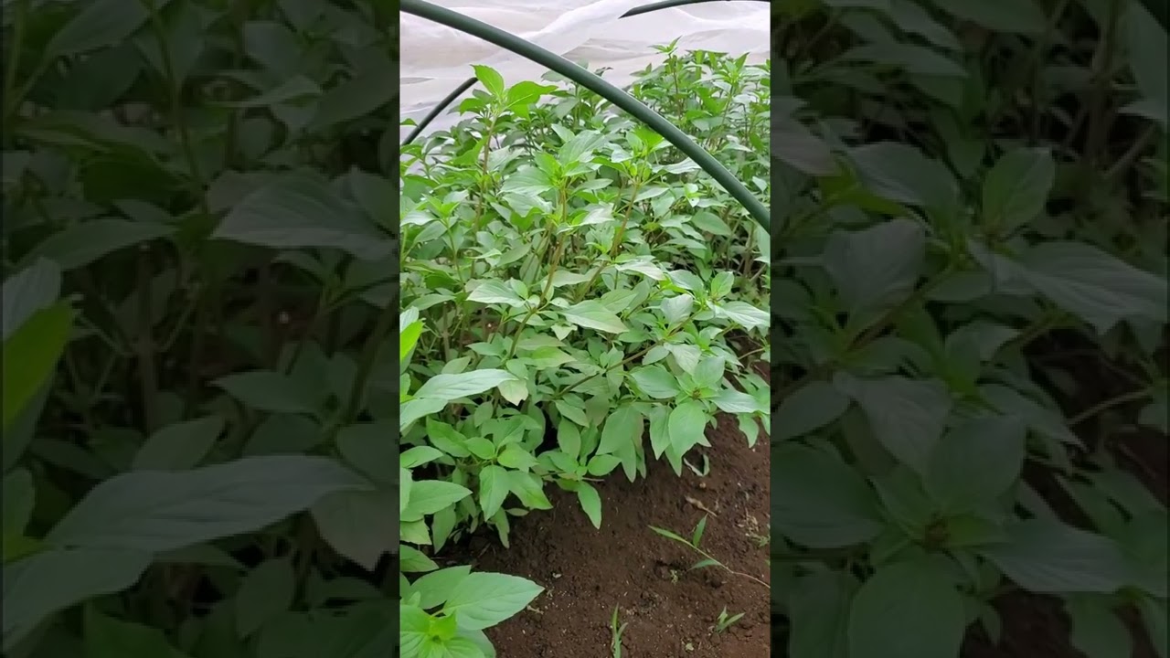 ราน้ำค้างป้องกันได้ ถ้าทำแบบนี้| โหระพา แมงลัก กะเพรา คะน้างาม| สวนผักแม่บ้านไทยในญี่ปุ่น| 2022-7-4