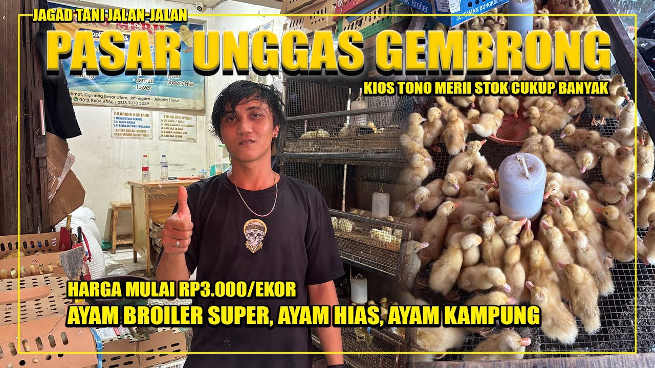 UPDATE HARGA UNGGAS PASAR GEMBRONG DI TOKO TONO MERII, STOK SEDIKIT MENURUN KARENA CUACA HUJAN