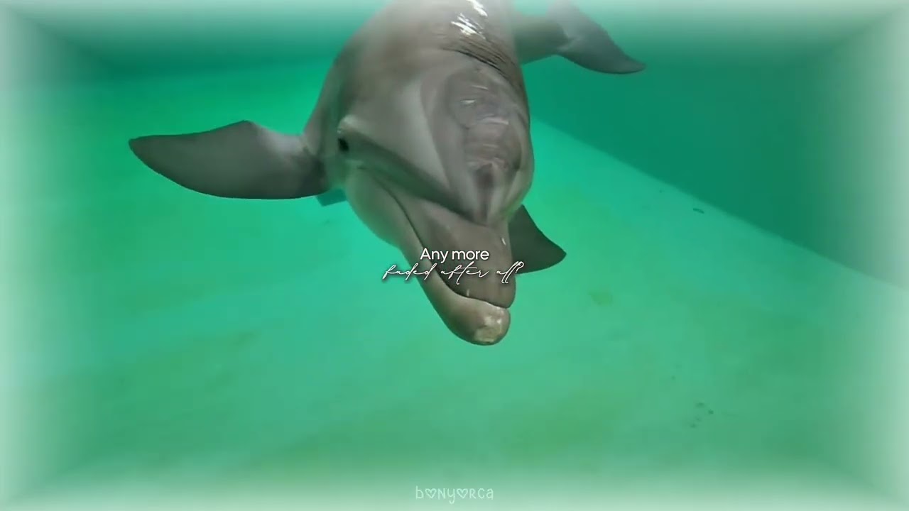 𝗦𝘁𝗮𝘁𝗲 𝗹𝗶𝗻𝗲𝘀. - 𝗡𝗶𝗰𝗵𝗼𝗹𝗮𝘀 ♥︎