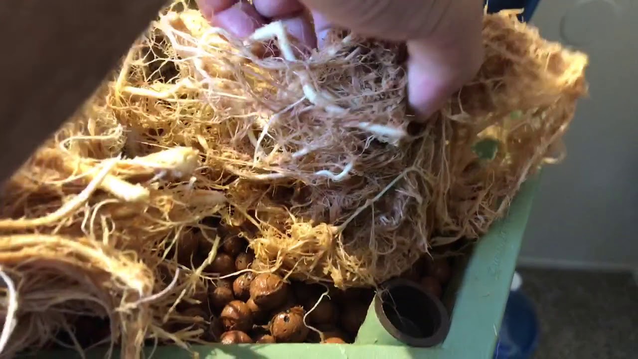 General hydroponics power Grower tap root from auto flower