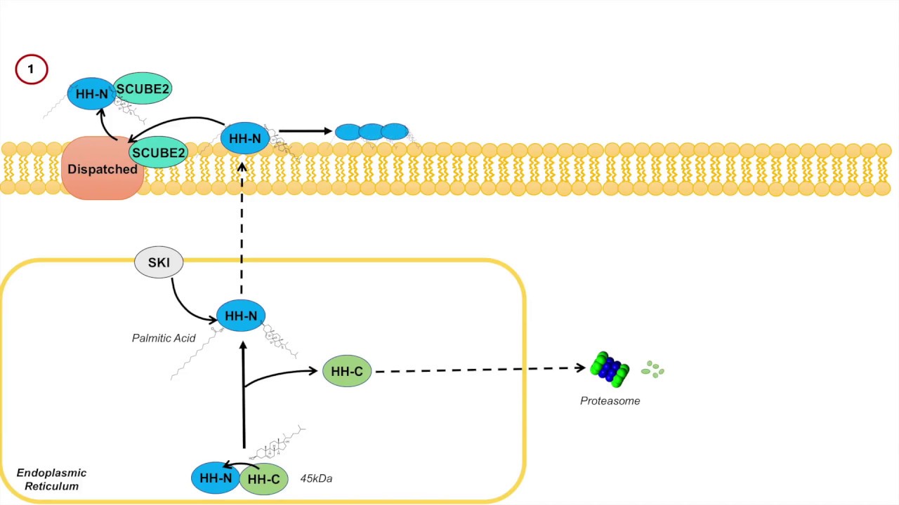 Introduction to Hedgehog Signaling: Hedgehog Protein Synthesis and Release