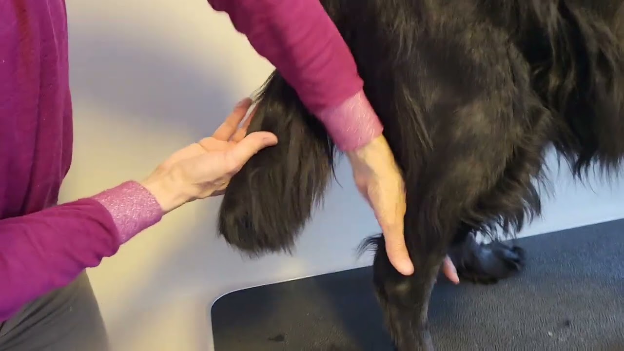Klipping av Flat-coated Retriever 2