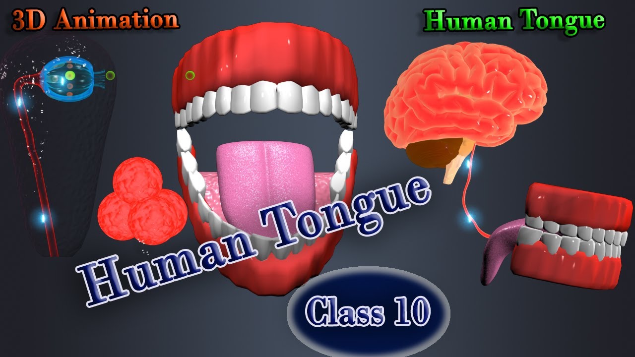 Human Tongue  #education