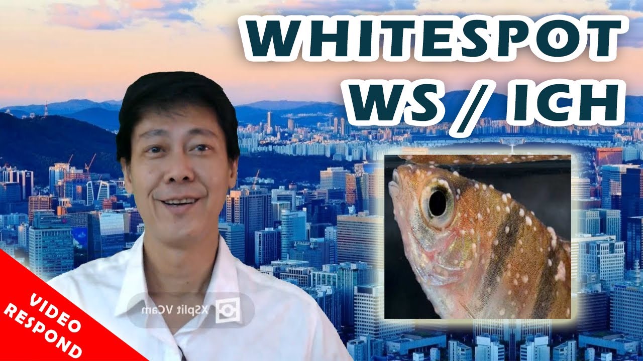 Whitespot / WS / Ich