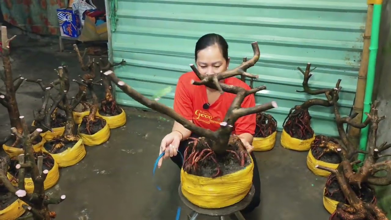 7/3 A Hiếu 0392496865 phôi mai bonsai dáng quái đế nôm đẹp giá rẻ