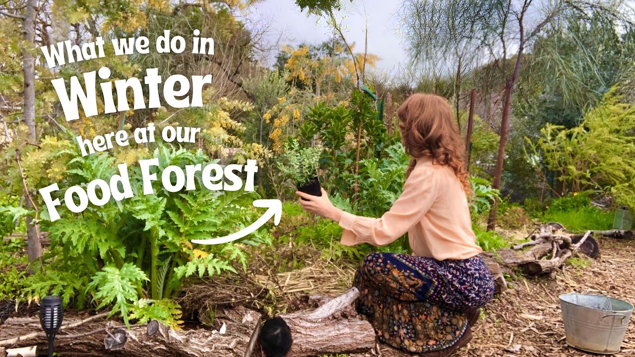 Handcrafting our Winter Skin Cream, Planting (more) Evergreens and The Wonders of Woodchips