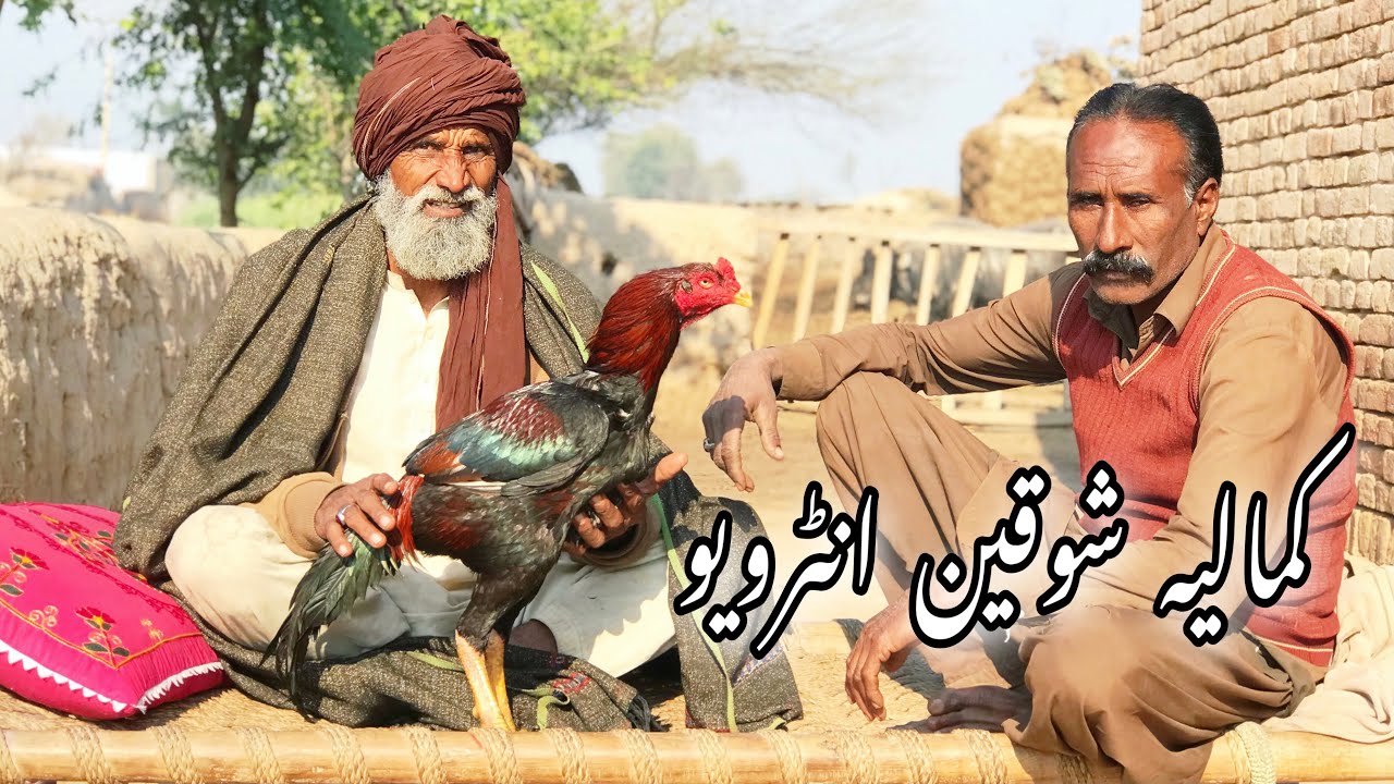 Aseel shoq interview of a friend | kamalia aseel murga #aseel  #aseelmurga  #chickens