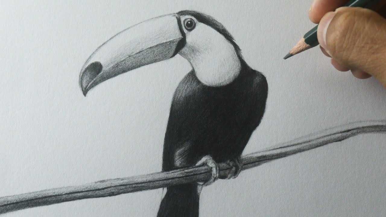 Como desenhar um Tucano PASSO A PASSO narrado