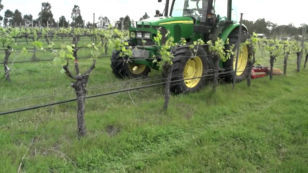 Fischer GL4 Vineyard & Orchard Mower showing mulching result in grapevines.