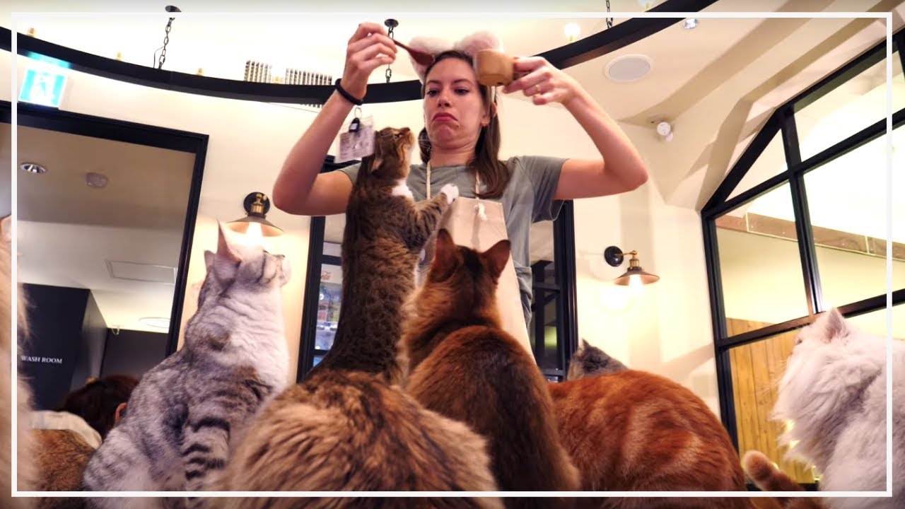 Visitando un Café de Gatos en Tokio, Japón 😺 🐾 Cat Cafe Mocha ☕️ Un Día Lluvioso en Tokio 🐱🌧️