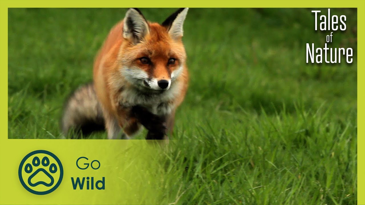 Nature in the City of Light (Ile de France) | Tales of Nature 6/10 | Go Wild