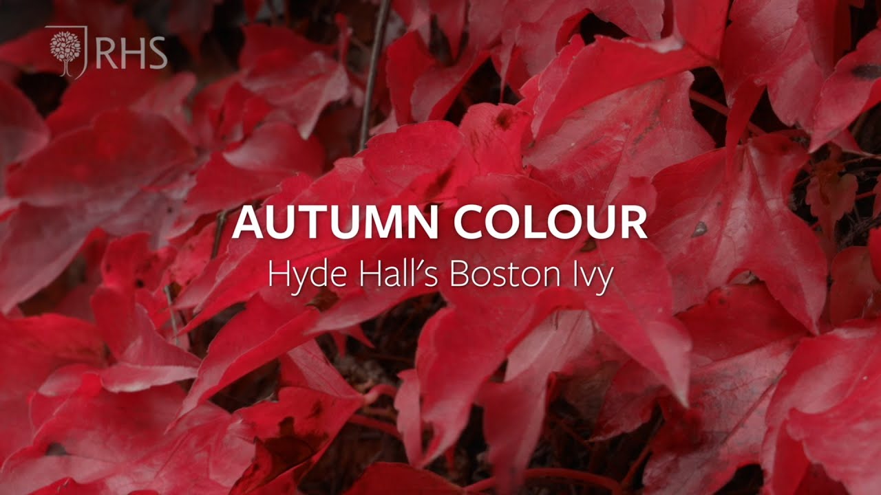 Autumn colour inspiration from RHS Hyde Hall's Boston Ivy | Grow at Home | RHS