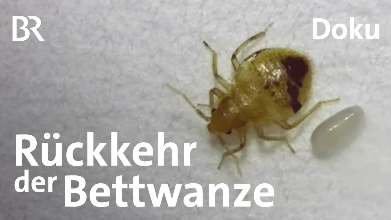 Die Bettwanze ist wieder da: Erkennung, Bek&auml;mpfung, Pr&auml;vention | Doku | BR Story
