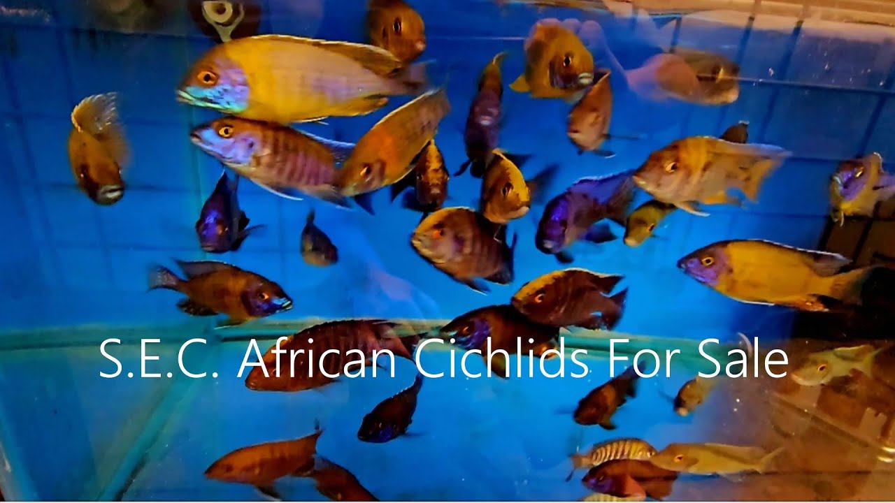 South East Cichlids African Cichlids For Sale