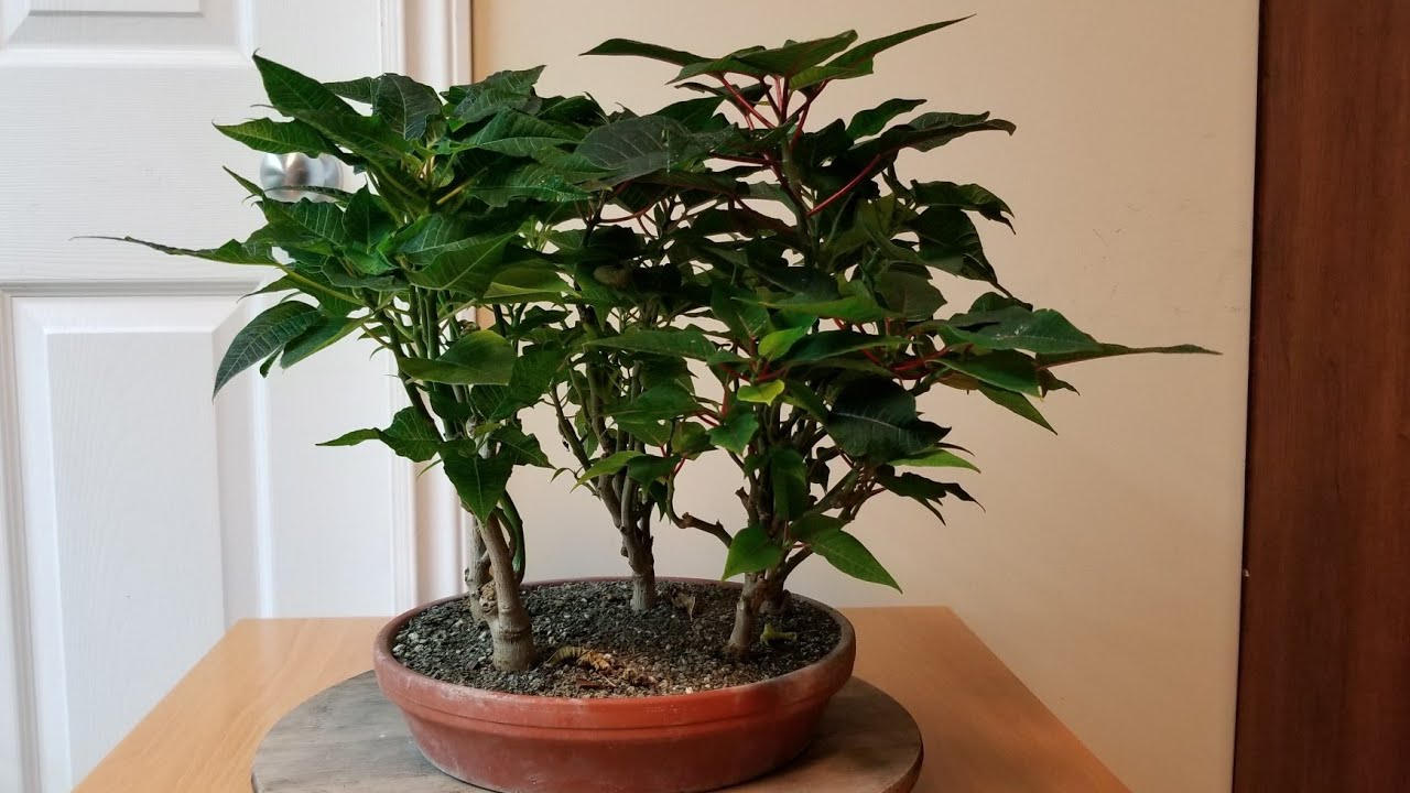 Poinsettia  Bonsai Forest Pruning