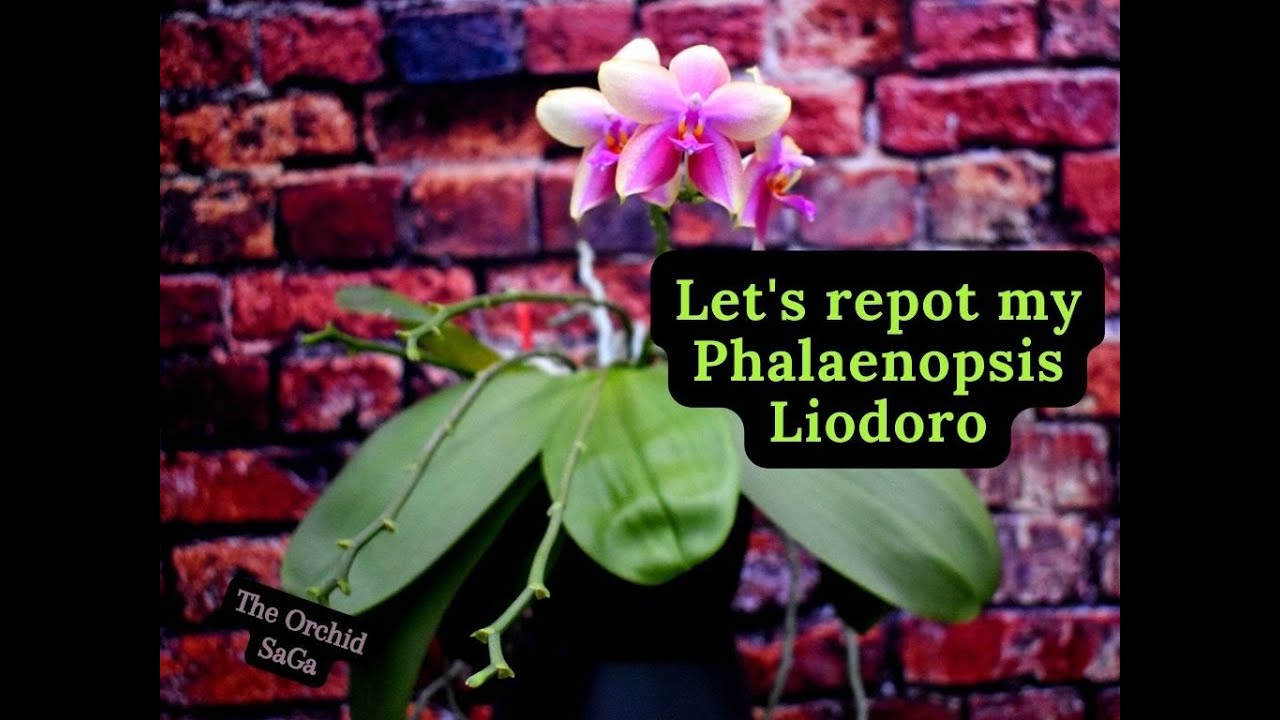 My Phalaenopsis Liodoro 'Sweet memory' needs uppotting!