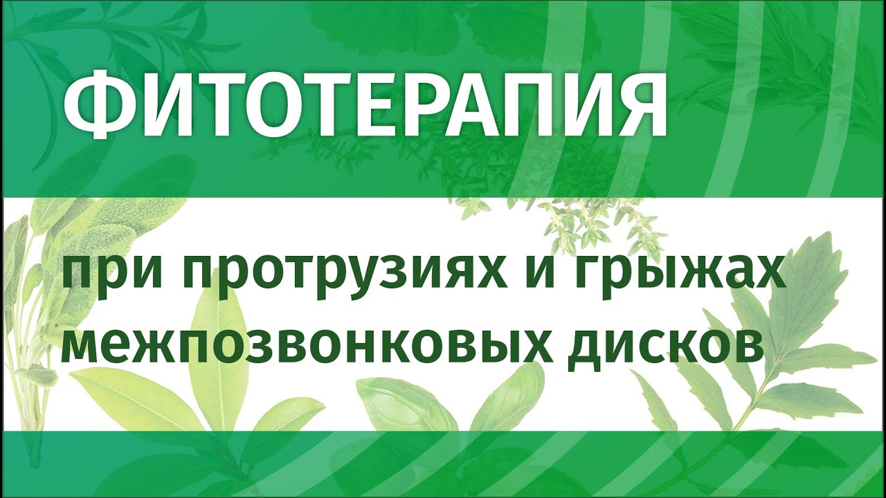 Фитотерапия протрузий и грыж межпозвонковых дисков