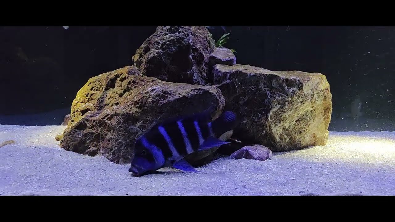 Zbliżenie na dziką Tanganikę (Wild Tanganyika Close Up) -1400L- Cyphotilapia Moba and others