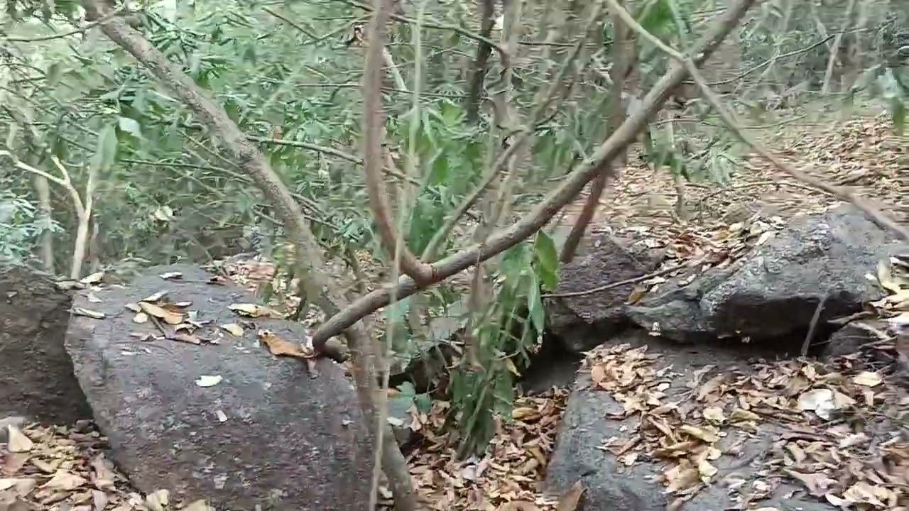 പക്ഷികളും മൃഗങ്ങളും തിരിച്ച് വരുന്നു. Day 2 . 