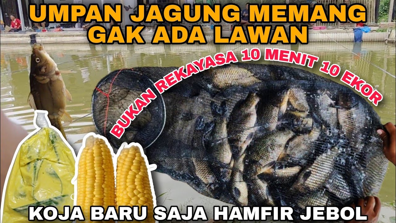 PEGEL NYA GAK KETULUNGAN NARIK IKAN TERLALU BANYAK .... UMPAN IKAN MAS PALING NETER