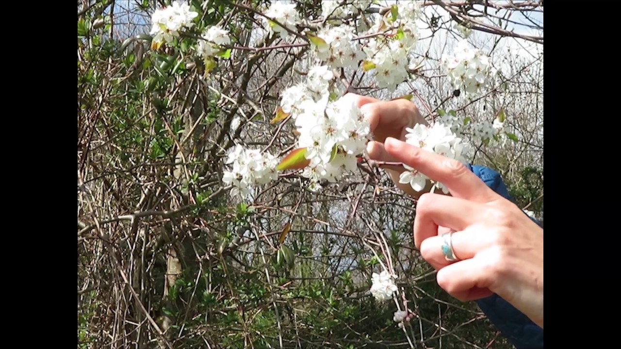 Amelanchier, Serviceberry