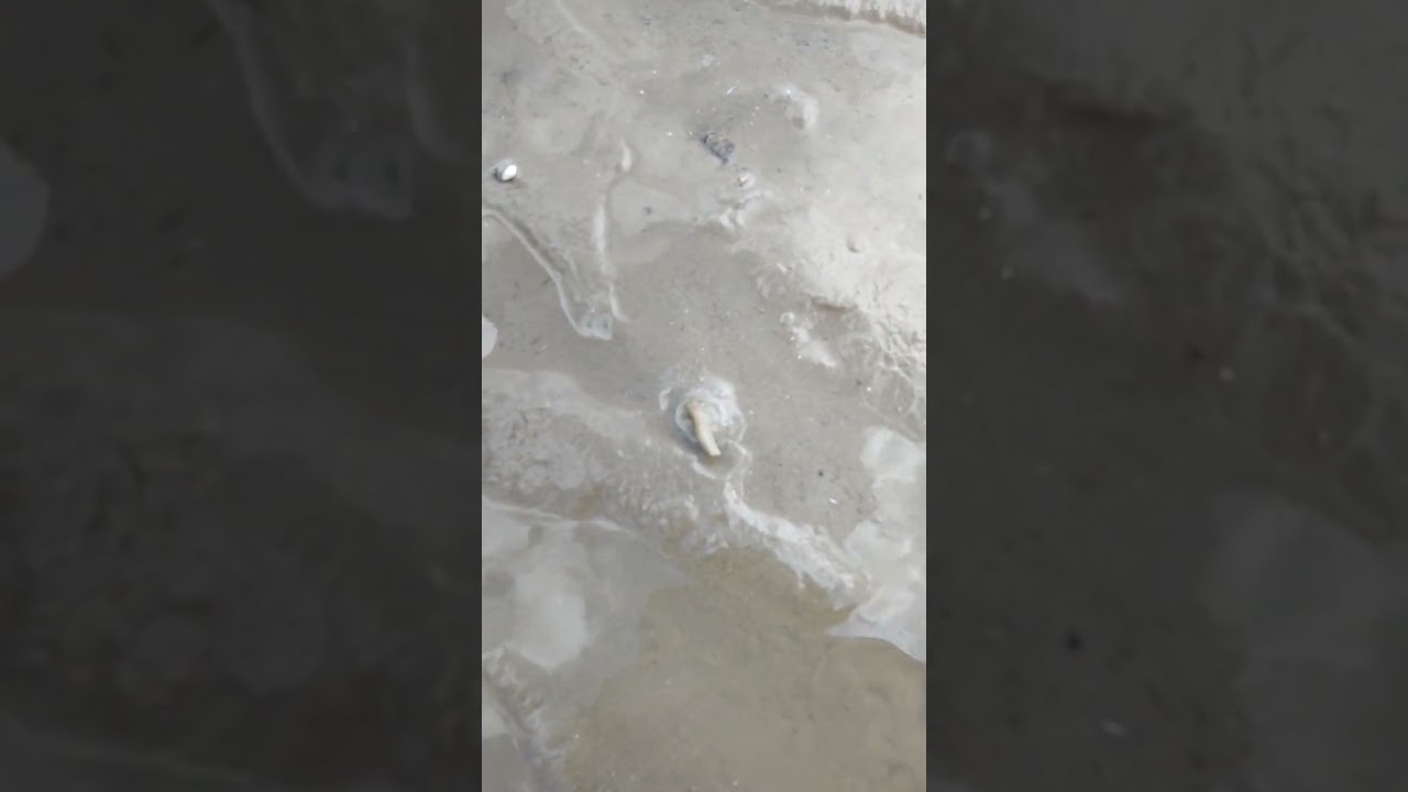 cari pepahat di pantai morib