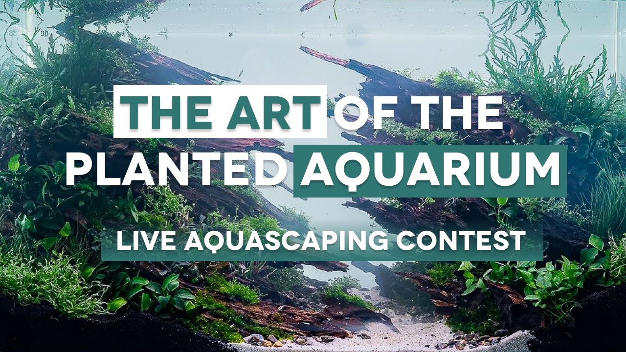 The Art of the Planted Aquarium 2023 | Live Aquascaping Contest at the Aqua Expo | Part 2