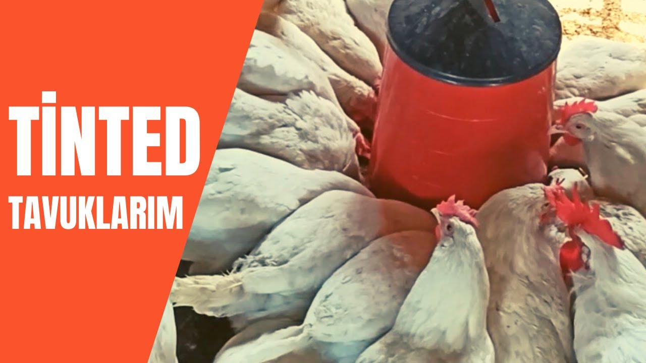 Tinted Tavuklarım - Ne Varsa Hayvancılıkta Var
