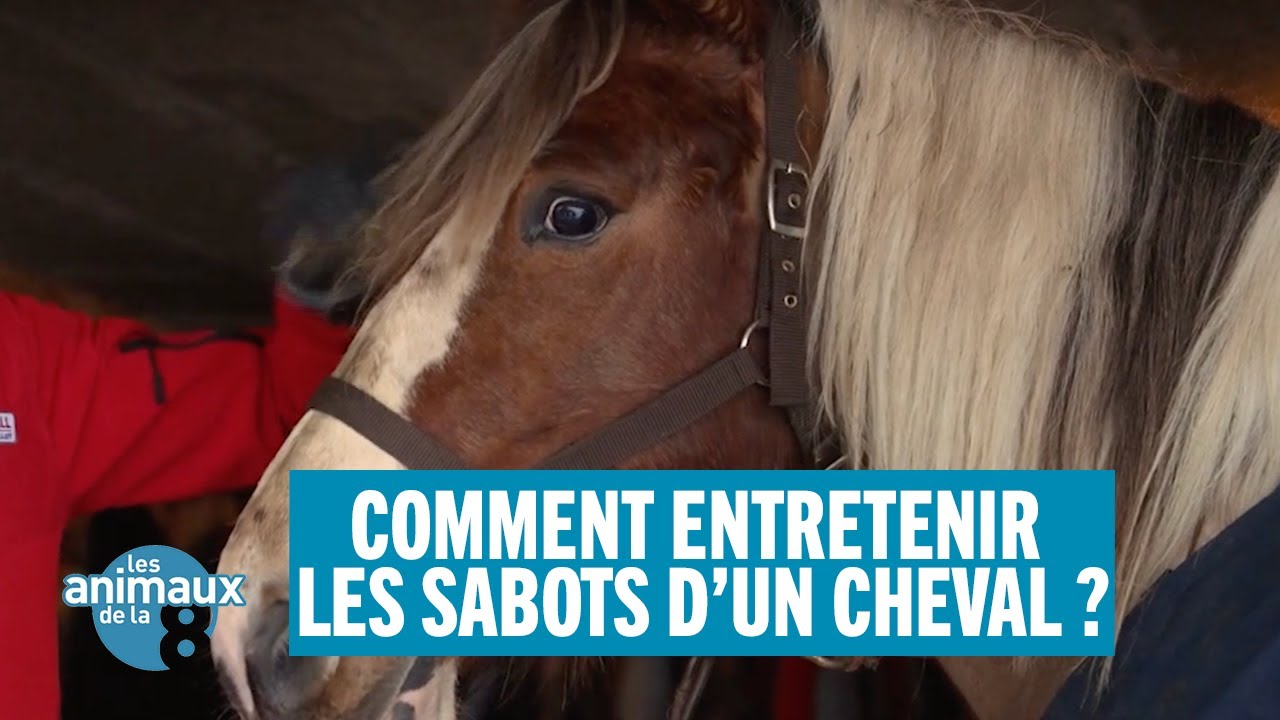 Comment entretenir les sabots d'un cheval ?