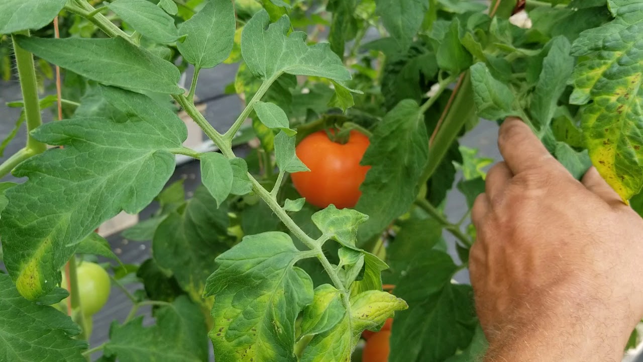 6-26-19 greenhouse update