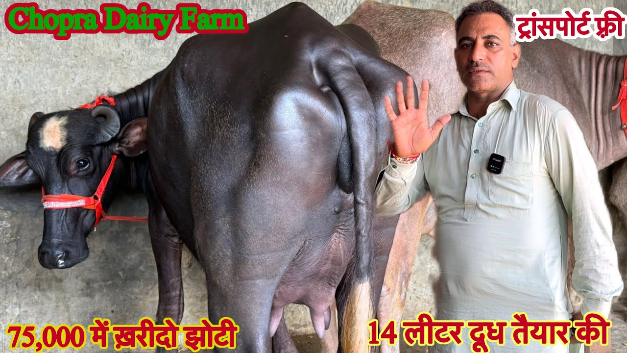 12 से 14 लीटर दूध तैयार की ✅टॉप मुर्रा और भूरी झोटिया ख़रीदो🏆18 Buffalo For Sale🎉Chopra dairy farm ￼