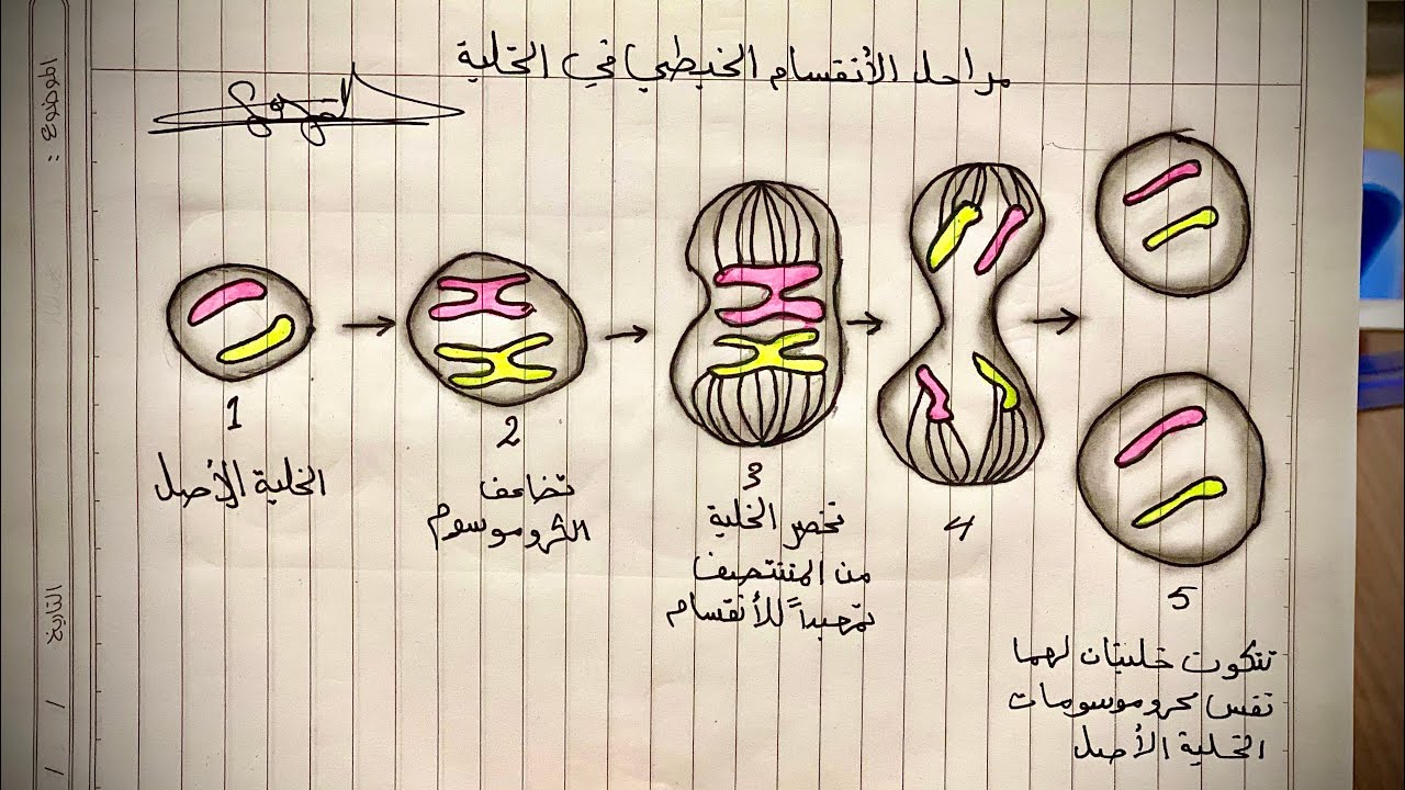 افضل رسم✍🏻 الانقسام الخيطي✅#للصف الاول متوسط | رسومات الاحياء🙃❤️