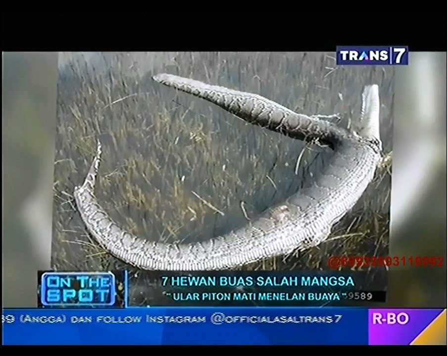 On The Spot - 7 Hewan Buas Salah Mangsa