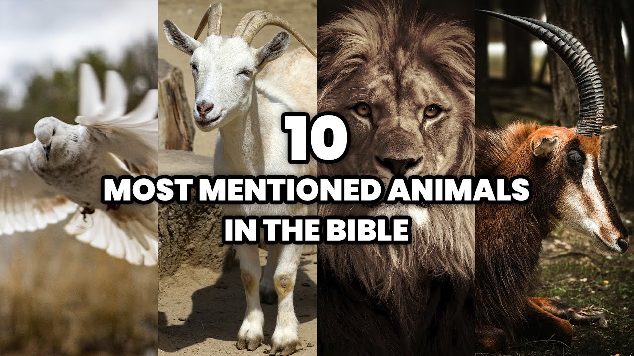 The 10 Most Mentioned Animals in the Bible | The Creatures of the Bible