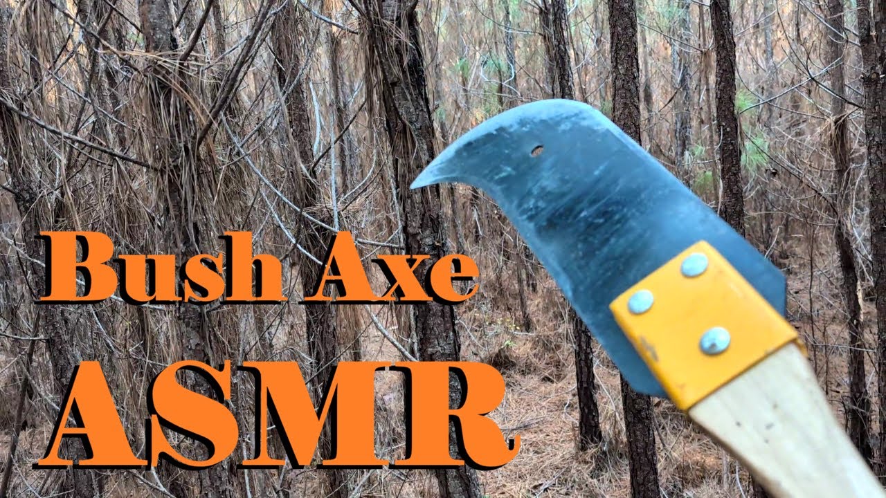 What's Inside A Pine Thicket?